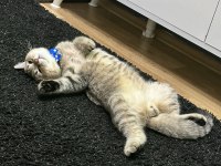 British Oğlumuz Oscar İçin İyi Bakabilecek Birini Arıyoruz