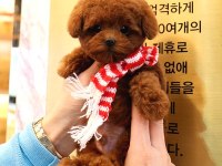 Toy Poodle Köpeği