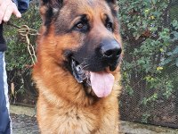 Alman çoban köpeği yavruları