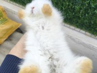 Safkan Hollanda Lop Tavşanı Bebekler