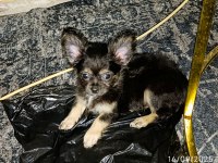 Şivava Bir Dişi Ve Bir Erkek Şivava