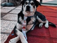 Husky Kırması Erkek Kısır Çipli