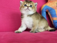 British Shorthair Golden Ve Silver Yavrularımız
