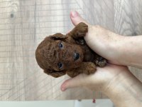 Toy Poodle Safkan Yavrular