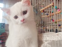 British beyaz erkek kedimiz