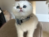 Scottish Şirinlik Silver Shorthair Yavrumuz