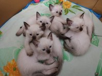 Safkan Siyam Kedisi Yavrular Yeni Yuvalarını Arıyor