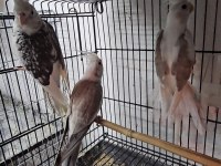 2,5 Aylık Bebek Sultanlar