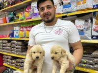 Golden Retriever Adrese Teslim Ve Kapıda Ödeme Mevcut