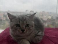 Yavru British Kedimiz