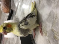 30 Günlük Yavru Sultan Papağanlar