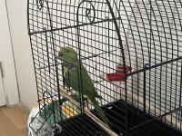 2 Yaşında Dişi Pakistan Papağanı