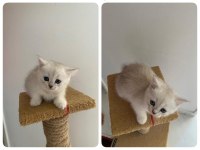 British Shorthair Yavruları