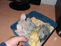 Show Jumbo Muhabbet Kuşu Yavruları Ev Üretimi