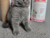 Ayı Surat British Shorthair Son Yavrumuz