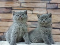 British shorthair kedisi yavruları