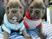 French Bulldog Köpekler