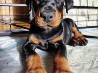 Irk Ve Sağlık Garantili Doberman