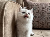 Özel Yetiştirilmiş Wcf Kayıtlı British Shorthair Yavru