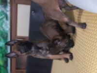 Bursa Paşa Köpek Dünyası Belçika Malinois Yavrularımız