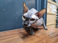 Safkan Sfenks (Yetişkin)