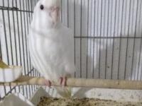 Yeni Yeme Düşmüş 40 Günlük Sultan Papağanlar Vardır