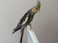 Sultan Papağanlar Sahiplendirilecekler