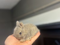 Cüce Tavşanlar Her Yere Gönderilir