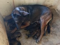 06.08.25 Doğumlu Belçika Kurdu Yavrular