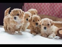 Mini Mini Maltipoo Teacup