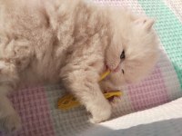 İran Chinchilla Karışımı