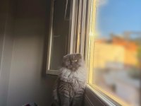 Scottish fold longhair erkek 6 aylık