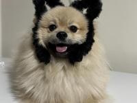 Enerjik Pofuduk Pomeranian Whatsapptan Yazınız