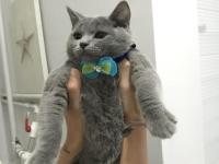 Kedimiz duman’a kalıcı yuva arıyoruz