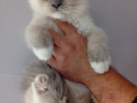 2 Erkek Mitted Ragdoll Yavrum Ailesini Arıyor