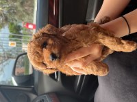 Oyuncu poodle yavrularımız yeni sahiplerini arıyor