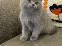 Efsane Güzellikte British Shorthair Bebekler