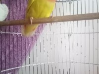 2 Tane Sevda Papağanı