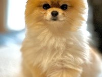 Ayı Surat Pomeranian Boo Yavruları