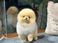 Pomeranian Boo Yavrular Aynı Gün Gönderim - Kapıda Ödeme