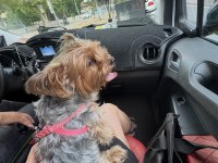 Yorkshire Terrier Köpeğime İyi Bakacak Aile Arıyorum