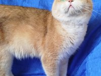 British Shorthair Erkek Ny12 Kısır Değil