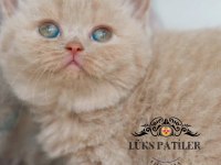 Mavişim Lilac British Shorthair