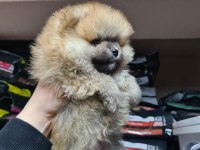 Üst Düzey Pomeranian Boo