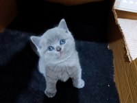Sevimli British Shorthair Bebekler