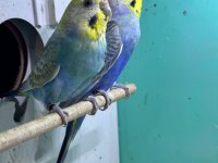 Rainbow takım 2023 bilezikli muhabbet kuşu