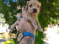 Sevimli Maltipoo Yavrularımız İçin Ulaşın