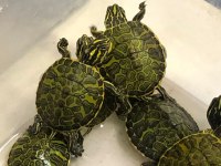 Su kaplumbağaları ve tüm malzemeleri ayağınıza geldi