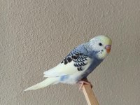 Yeni Yeme Düşmüş Uysal Renk Güzeli Yavru Muhabbet Kuşlar