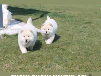 Ayı surat chow chow yavruları